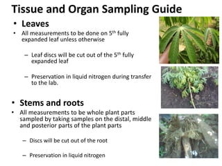 Changes in levels of bio-chemicals and secondary metabolites during peak stress in field cassava