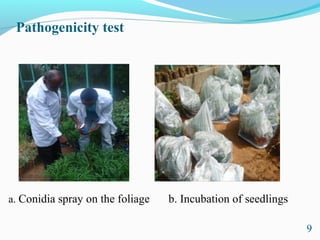 Characterization of finger millet blast pathogen (Pyricularia grisea) and Its management using biocontrol agents and fungicides