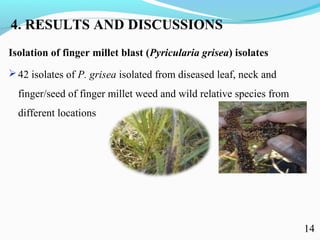 Characterization of finger millet blast pathogen (Pyricularia grisea) and Its management using biocontrol agents and fungicides