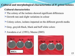 Characterization of finger millet blast pathogen (Pyricularia grisea) and Its management using biocontrol agents and fungicides