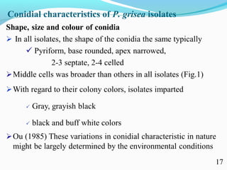 Characterization of finger millet blast pathogen (Pyricularia grisea) and Its management using biocontrol agents and fungicides
