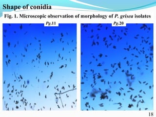 Characterization of finger millet blast pathogen (Pyricularia grisea) and Its management using biocontrol agents and fungicides