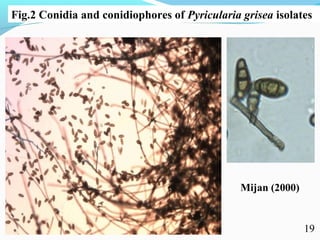 Characterization of finger millet blast pathogen (Pyricularia grisea) and Its management using biocontrol agents and fungicides
