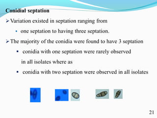 Characterization of finger millet blast pathogen (Pyricularia grisea) and Its management using biocontrol agents and fungicides