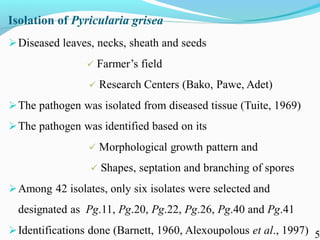 Characterization of finger millet blast pathogen (Pyricularia grisea) and Its management using biocontrol agents and fungicides