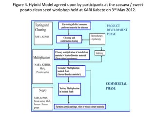 Developing a clean seed delivery system for cassava and sweetpotato in Kenya