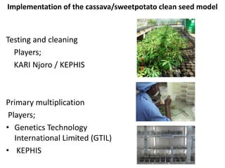 Developing a clean seed delivery system for cassava and sweetpotato in Kenya