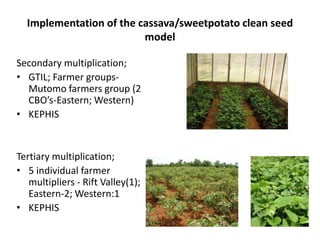 Developing a clean seed delivery system for cassava and sweetpotato in Kenya