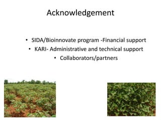 Developing a clean seed delivery system for cassava and sweetpotato in Kenya