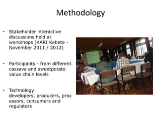 Developing a clean seed delivery system for cassava and sweetpotato in Kenya
