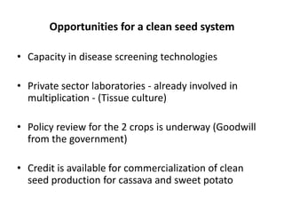 Developing a clean seed delivery system for cassava and sweetpotato in Kenya