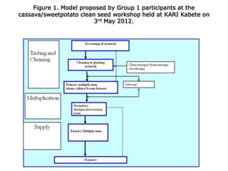 Developing a clean seed delivery system for cassava and sweetpotato in Kenya