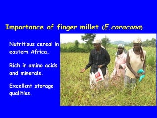 Evaluation of Kenyan finger millet accessions for Blast disease and Striga weed