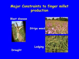 Evaluation of Kenyan finger millet accessions for Blast disease and Striga weed
