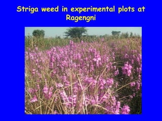 Evaluation of Kenyan finger millet accessions for Blast disease and Striga weed