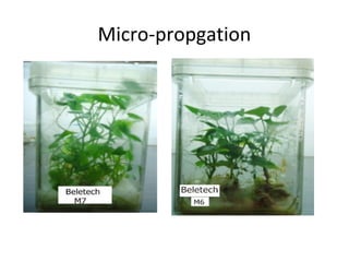 Evaluation of stress resistant sweetpotato varieties and their low cost micro-propagation: Ethiopian experience