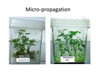 Evaluation of stress resistant sweetpotato varieties and their low cost micro-propagation: Ethiopian experience