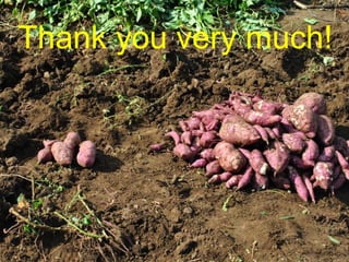 Evaluation of stress resistant sweetpotato varieties and their low cost micro-propagation: Ethiopian experience