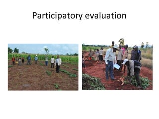 Evaluation of stress resistant sweetpotato varieties and their low cost micro-propagation: Ethiopian experience