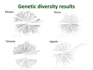 Genetic diversity assessment of east African finger millet and cost-effective development of new SSR markers