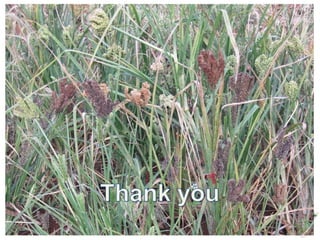 Genetic diversity assessment of east African finger millet and cost-effective development of new SSR markers