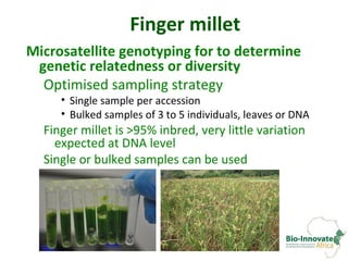 Genetic diversity assessment of east African finger millet and cost-effective development of new SSR markers