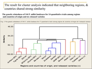 Genetic diversity and traits inheritance in finger millet (Eleusine coracana): Implications for germplasm conservation and strategic breeding for multi-stress tolerant variety  