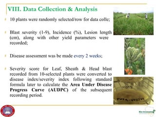 Genetic diversity and traits inheritance in finger millet (Eleusine coracana): Implications for germplasm conservation and strategic breeding for multi-stress tolerant variety  