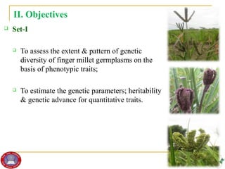 Genetic diversity and traits inheritance in finger millet (Eleusine coracana): Implications for germplasm conservation and strategic breeding for multi-stress tolerant variety  