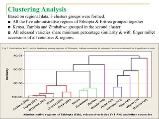 Genetic diversity and traits inheritance in finger millet (Eleusine coracana): Implications for germplasm conservation and strategic breeding for multi-stress tolerant variety  