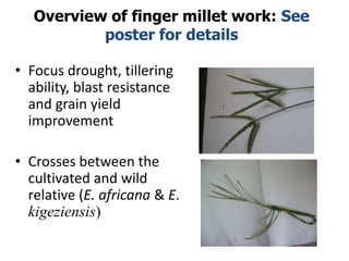 Improving production potential of sorghum and finger millets through genetic improvement and participatory farmer research for development