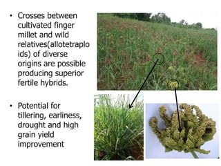 Improving production potential of sorghum and finger millets through genetic improvement and participatory farmer research for development