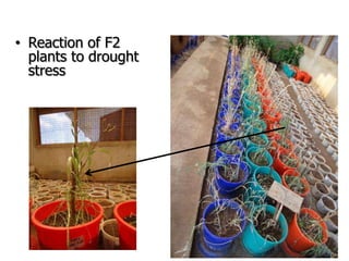 Improving production potential of sorghum and finger millets through genetic improvement and participatory farmer research for development