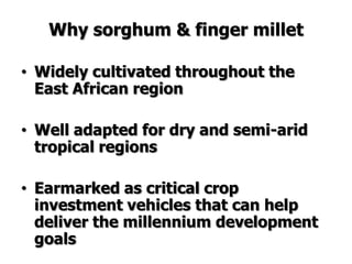 Improving production potential of sorghum and finger millets through genetic improvement and participatory farmer research for development