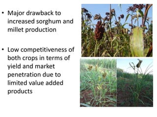 Improving production potential of sorghum and finger millets through genetic improvement and participatory farmer research for development