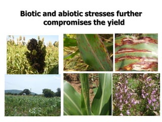 Improving production potential of sorghum and finger millets through genetic improvement and participatory farmer research for development