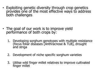 Improving production potential of sorghum and finger millets through genetic improvement and participatory farmer research for development