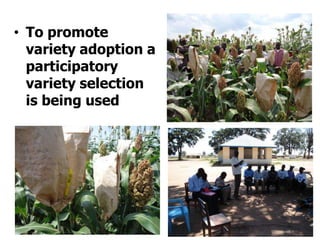 Improving production potential of sorghum and finger millets through genetic improvement and participatory farmer research for development