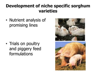 Improving production potential of sorghum and finger millets through genetic improvement and participatory farmer research for development