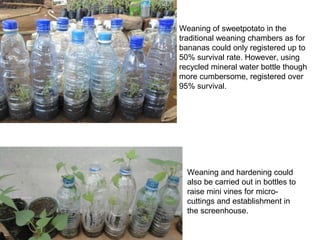 Management of SPVD: A model for production, multiplication and delivery of clean planting material in Uganda