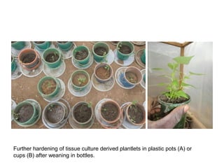 Management of SPVD: A model for production, multiplication and delivery of clean planting material in Uganda