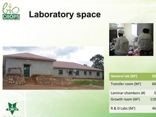 Management of SPVD: A model for production, multiplication and delivery of clean planting material in Uganda