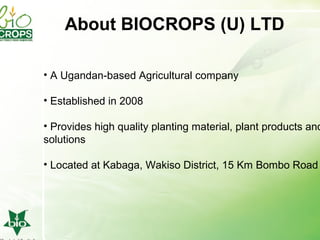 Management of SPVD: A model for production, multiplication and delivery of clean planting material in Uganda