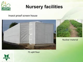 Management of SPVD: A model for production, multiplication and delivery of clean planting material in Uganda