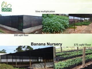 Management of SPVD: A model for production, multiplication and delivery of clean planting material in Uganda