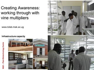 Management of SPVD: A model for production, multiplication and delivery of clean planting material in Uganda