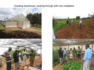 Management of SPVD: A model for production, multiplication and delivery of clean planting material in Uganda