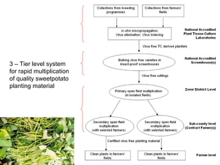 Management of SPVD: A model for production, multiplication and delivery of clean planting material in Uganda