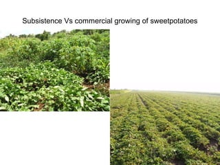 Management of SPVD: A model for production, multiplication and delivery of clean planting material in Uganda