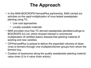Management of SPVD: A model for production, multiplication and delivery of clean planting material in Uganda